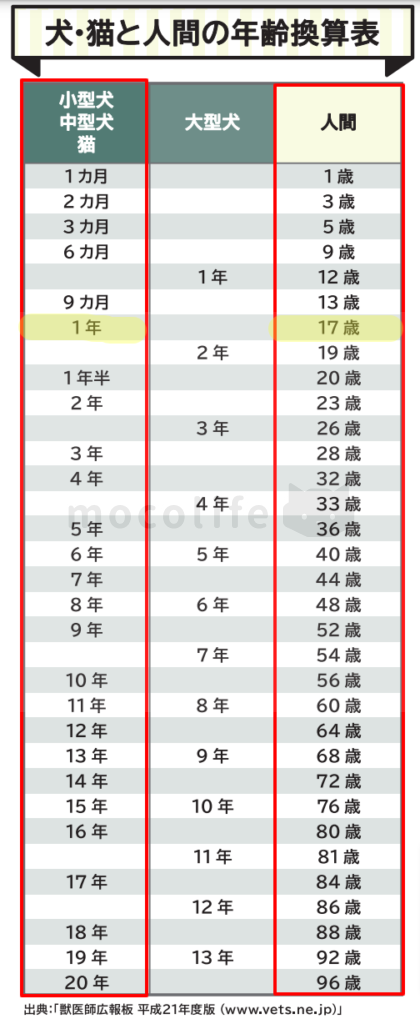 子猫が暴れるのはいつまで?猫と人間の年齢換算表