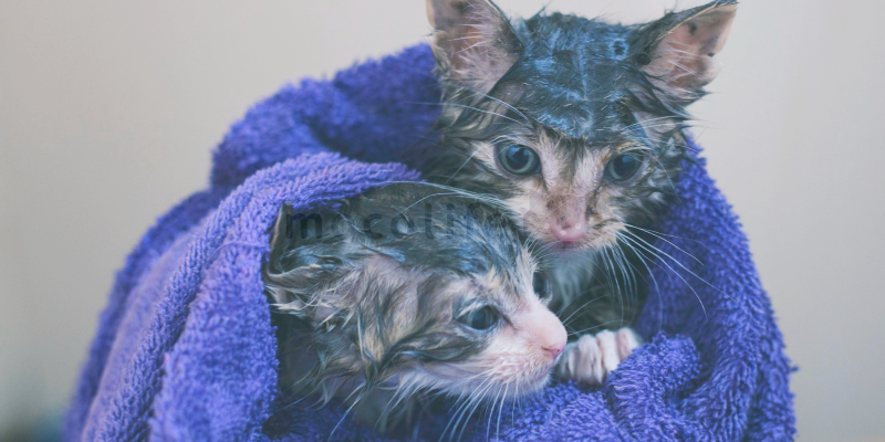子猫のノミダニはお風呂で取れますか？